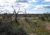 Terreno no urbanizable en venta en la España, Arroyo de la Luz, ref: TR115685 foto