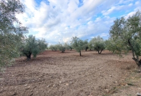 Abrucena 6319&nbsp;m²