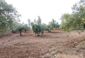 Abrucena 6319&nbsp;m²