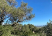 Terreno no urbanizable en venta en la España, Santa Eugènia, ref: TR383045 foto