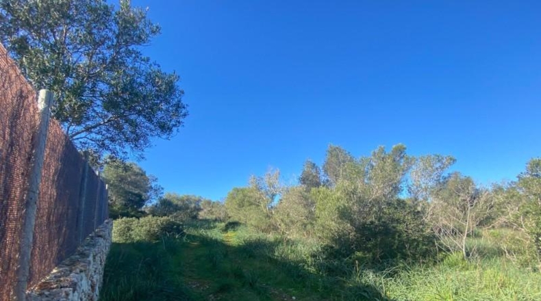 Islas Baleares - Santa Eugènia - 1477m2