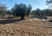 Terreno no urbanizable en venta en la España, Almonte, ref: TR346400 foto