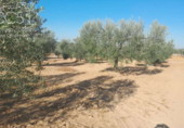 Terreno no urbanizable en venta en la España, Almonte, ref: TR346400 foto