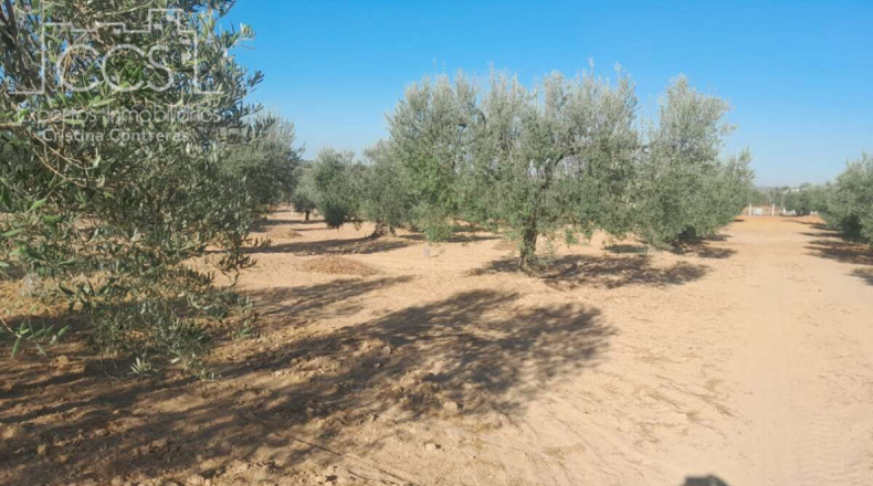 Huelva - Almonte - 15000m2