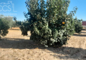 Terreno no urbanizable en venta en la España, Almonte, ref: TR346400 foto