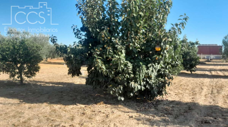 Huelva - Almonte - 15000m2