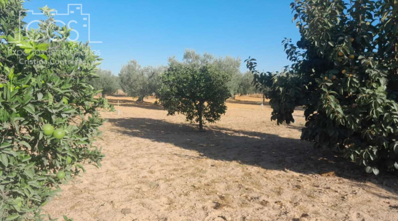 Huelva - Almonte - 15000m2