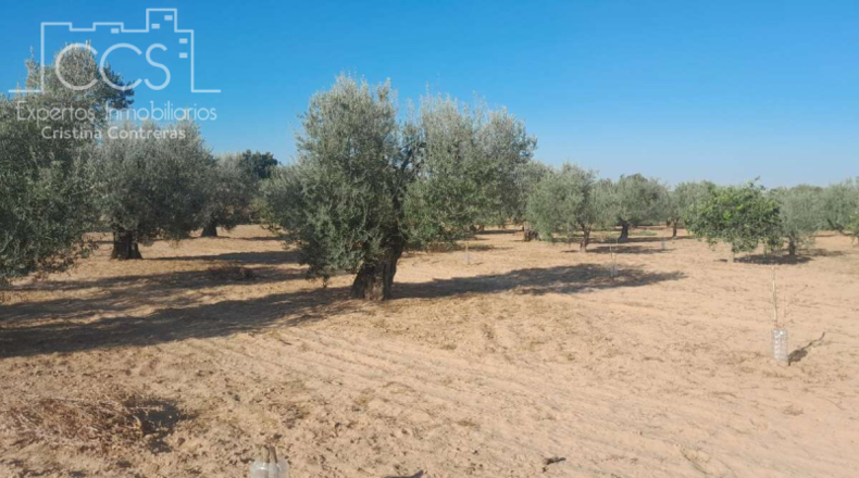 Huelva - Almonte - 15000m2