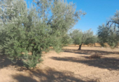 Terreno no urbanizable en venta en la España, Almonte, ref: TR346400 foto