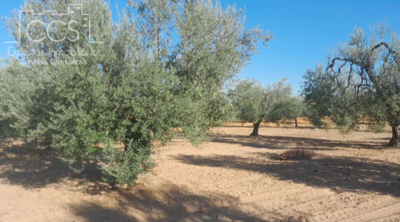 Huelva - Almonte - 15000m2