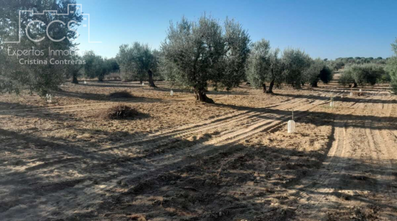 Huelva - Almonte - 15000m2