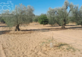 Terreno no urbanizable en venta en la España, Almonte, ref: TR346400 foto