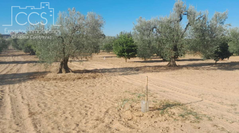 Huelva - Almonte - 15000m2