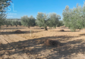 Terreno no urbanizable en venta en la España, Almonte, ref: TR346400 foto