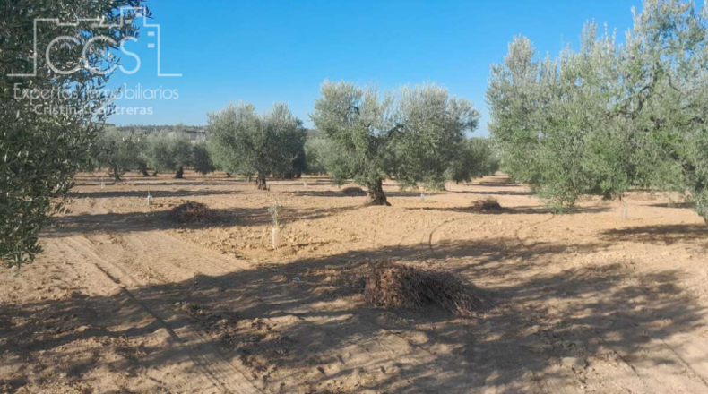 Huelva - Almonte - 15000m2