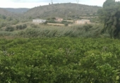 Land with storage building for sale on España, Sellent, ref: TR342005 photo