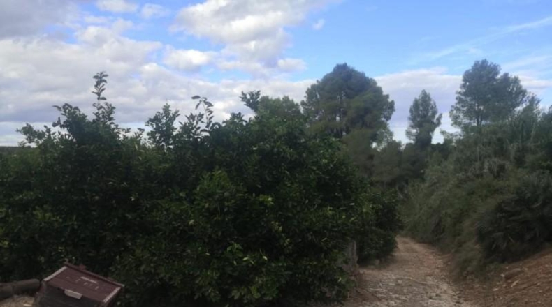 València - Sellent - 6600m2