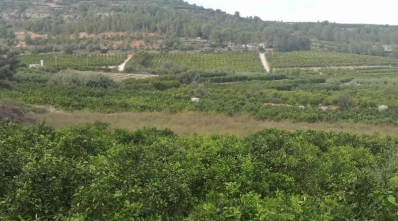 Валенсия - Сельент - 6600m2