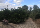 Terreno con Almacén en venta en la España, Sellent, ref: TR310502 foto