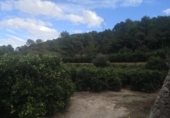 Terreno con Almacén en venta en la España, Sellent, ref: TR310502 foto