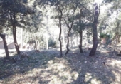 Terreny no urbanitzable en venda a la España, Torrelles de Foix, ref.: TR122173 foto