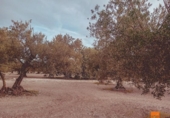 Detached villa with land for sale on España, Santa Bàrbara, ref: TR291879 photo