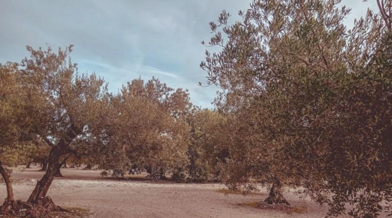 Tarragona - Santa Bàrbara - 21257m2