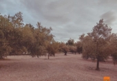 Detached villa with land for sale on España, Santa Bàrbara, ref: TR291879 photo