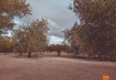 Detached villa with land for sale on España, Santa Bàrbara, ref: TR291879 photo