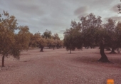Detached villa with land for sale on España, Santa Bàrbara, ref: TR291879 photo