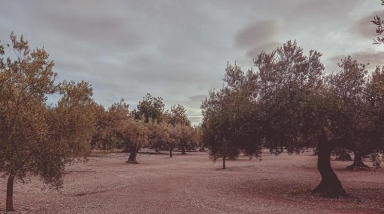 Tarragona - Santa Bàrbara - 21257m2
