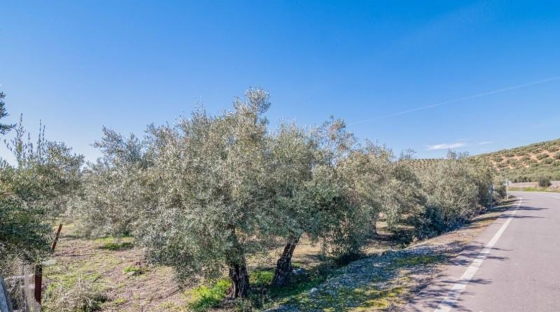 Granada - Deifontes - 3215m2