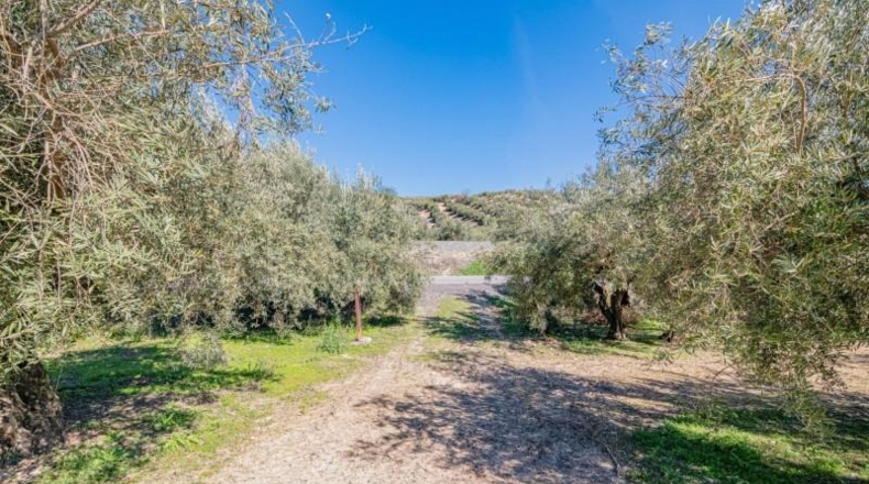 Granada - Deifontes - 3215m2