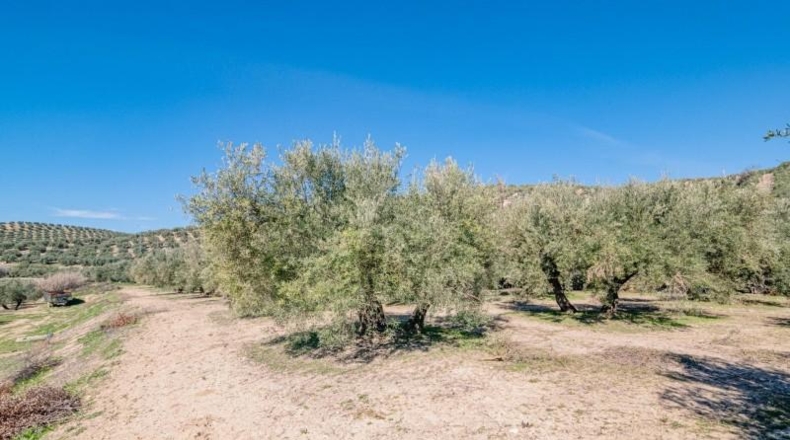 Granada - Deifontes - 3215m2