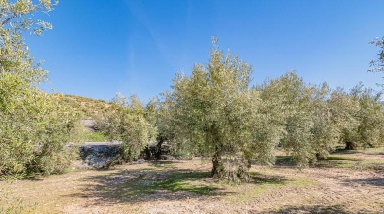 Granada - Deifontes - 3215m2