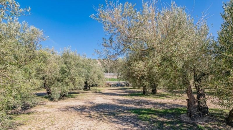 Granada - Deifontes - 3215m2
