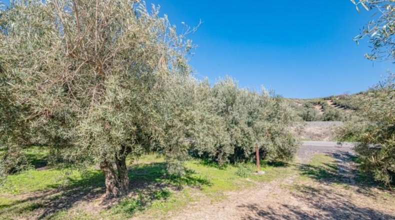 Granada - Deifontes - 3215m2