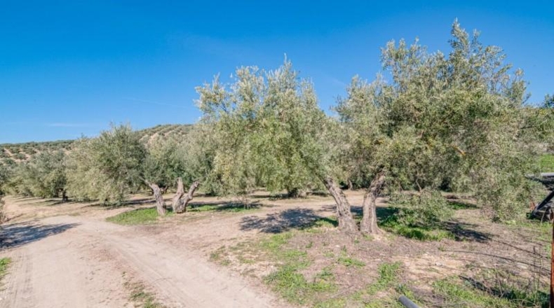 Granada - Deifontes - 3215m2