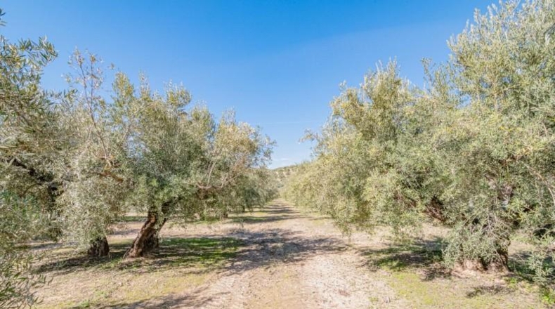 Granada - Deifontes - 3215m2