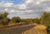Terreno no urbanizable en venta en la España, Tomelloso, ref: TR115864 foto