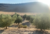 Terreno no urbanizable en venta en la España, Dílar, ref: TR124708 foto