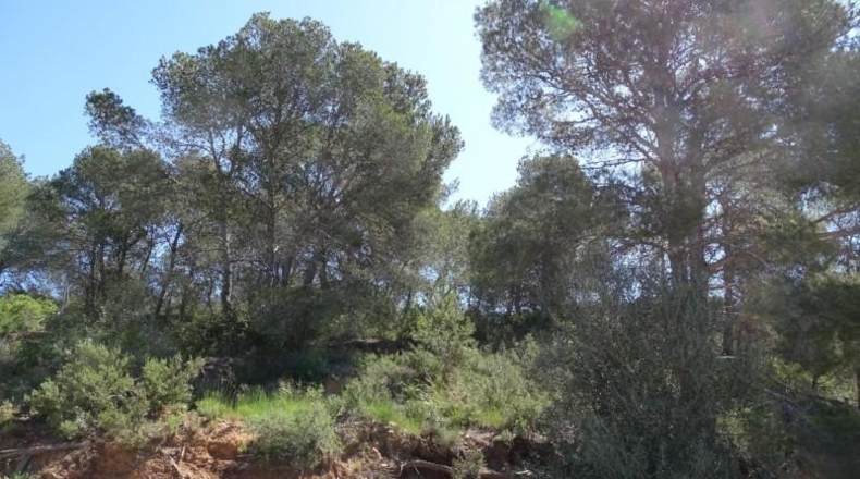 Valencia - Villamarchante - 12700m2