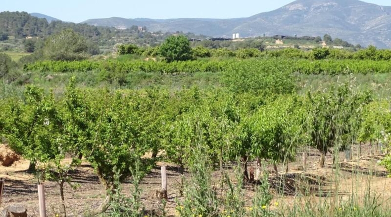 Valencia - Villamarchante - 12700m2