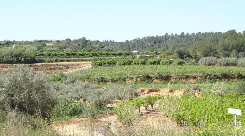 Valencia - Villamarchante - 12700m2