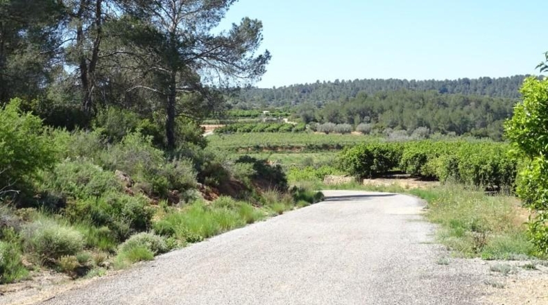 Valencia - Villamarchante - 12700m2