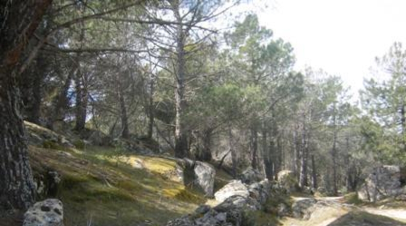 Ávila - Cebreros - 32537m2