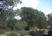 Terreno no urbanizable en venta en la España, Cebreros, ref: TR112884 foto