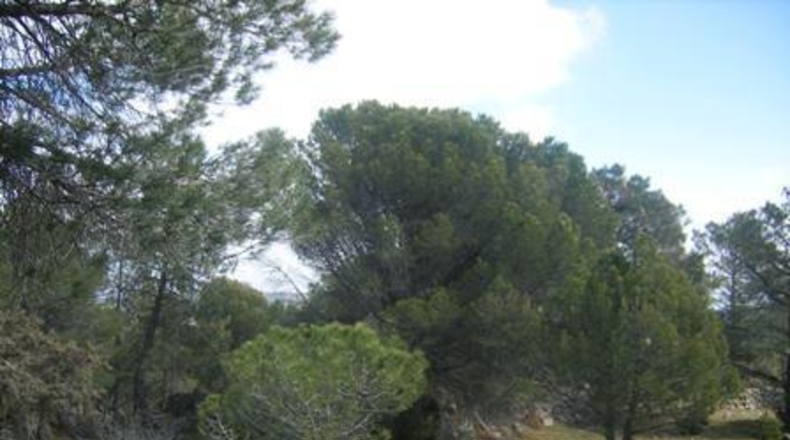 Ávila - Cebreros - 32537m2