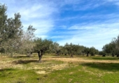 Terreno no urbanizable en venta en la España, el Perelló, ref: TR131778 foto