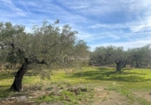 Terreno no urbanizable en venta en la España, el Perelló, ref: TR131778 foto